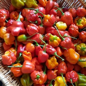Fresh hot peppers